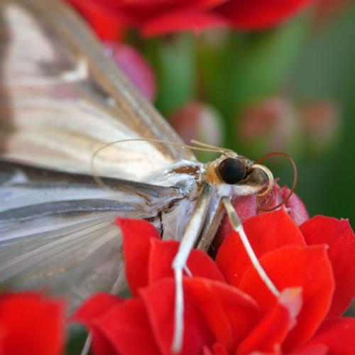 Cydalima perspectalis